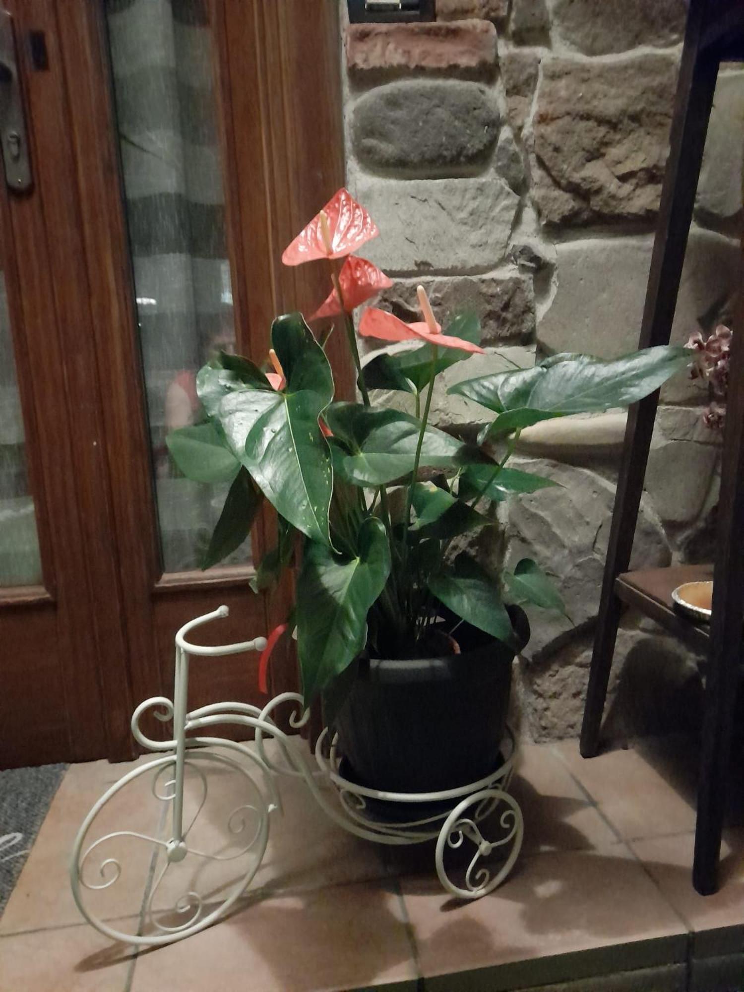 La Taverna Da Irene Roe Bagian luar foto